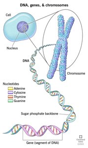 DNA, genes, and chromosomes