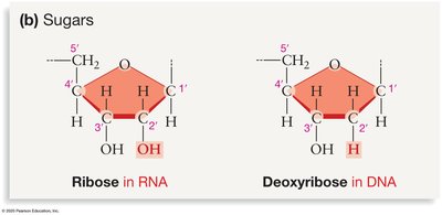 Ribose vs. Deoxyribose structure