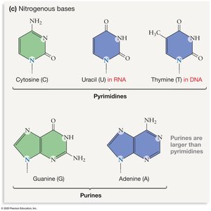 Nitrogenous bases in DNA and RNA