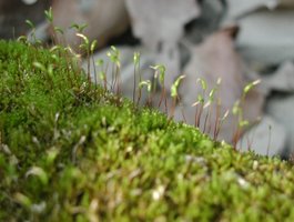 Mosses, a type of nonvascular plant