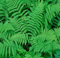 Ferns, a type of seedless vascular plant