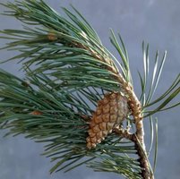 Pine, a gymnosperm seed plant