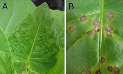 Tobacco leaves infected with TMV