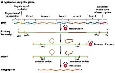 Diagram of a typical eukaryotic gene structure