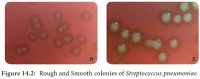 Rough and Smooth colonies of Streptococcus pneumoniae
