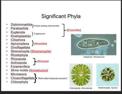 Representative images of Ciliophora (Paramecium), Chlorophyta (Micrasterias), and Stramenopila (Synura)