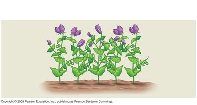 F1 generation of pea plants