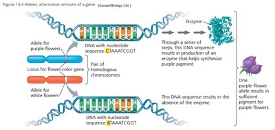 Amino acid sequences showing allelic variation