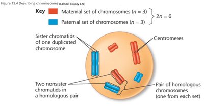 Dominant and recessive alleles