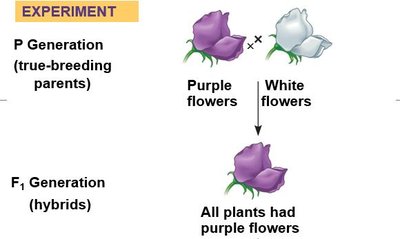 Complete, incomplete, and codominance examples