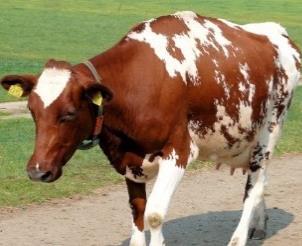 Codominance example