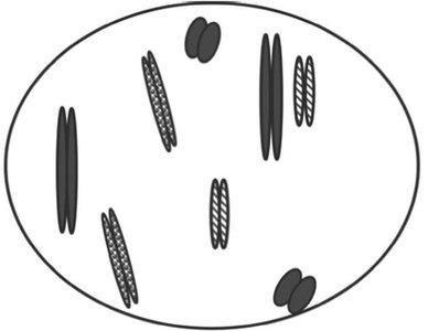 Diagram of chromosomes in a cell entering mitosis