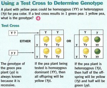 Testcross results and interpretation