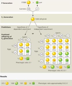 Probability laws in genetics
