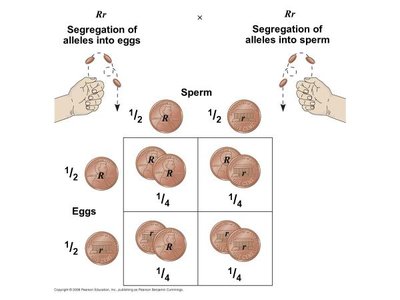 Multiplication rule in probability