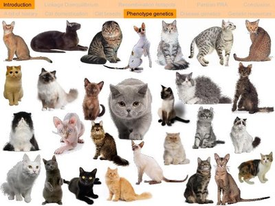 Phenotype genetics in cats