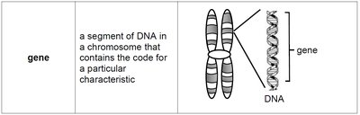 Gene definition and chromosome diagram
