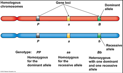 Homologous chromosomes and gene loci