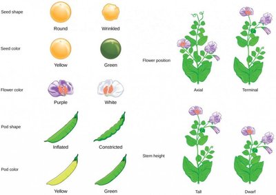 Mendel's pea plant traits
