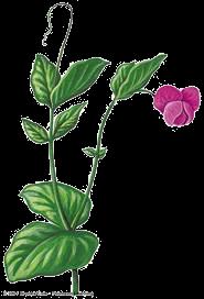 Pea plant with purple flower