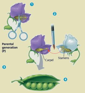 Mendel's cross experiment steps