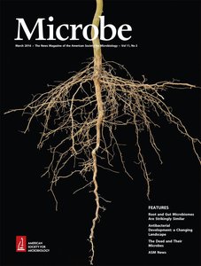 Roots with associated soil microbes
