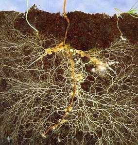 Mycorrhizal network in soil