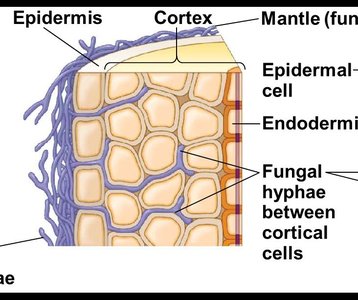 Ectomycorrhizae structure