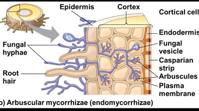 Arbuscular mycorrhizae structure