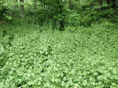 Garlic mustard invasion