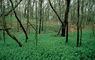 Garlic mustard in forest