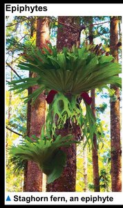 Staghorn fern, an epiphyte