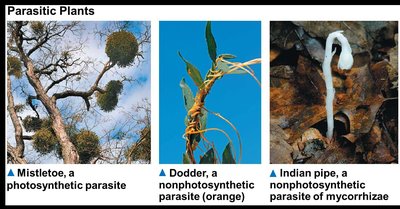 Various parasitic plants
