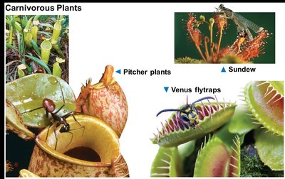 Various carnivorous plants