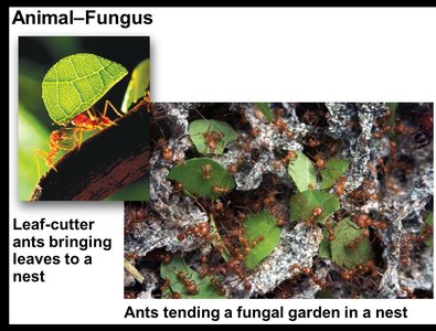Leaf-cutter ants tending a fungal garden