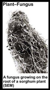 Fungus growing on the root of a sorghum plant