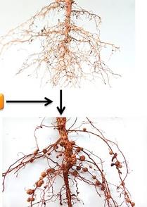 Bacteria on root surface (fluorescent LM)