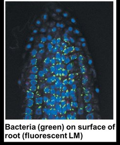 Root nodules and rhizobacteria