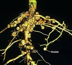 Root nodules with rhizobacteria