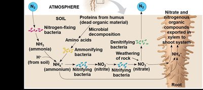 Nitrogen cycle diagram