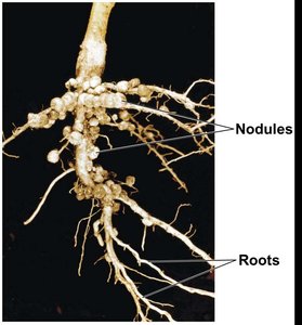 Root nodules with Rhizobium