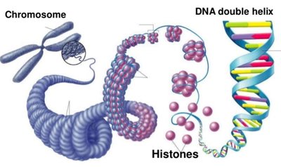 Chromosome structure: DNA, histones, chromatin, chromosome