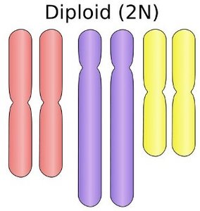 Diploid chromosome set