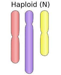 Haploid chromosome set