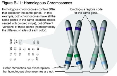 Homologous chromosomes with gene loci