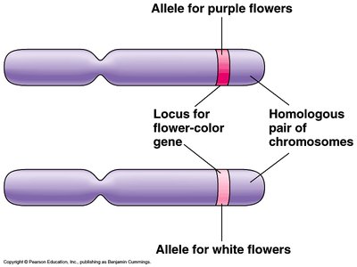Sex chromosomes and autosomes