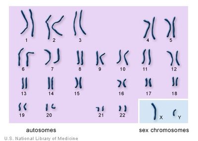 Human karyotype: male and female