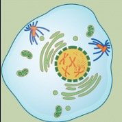 Prophase illustration