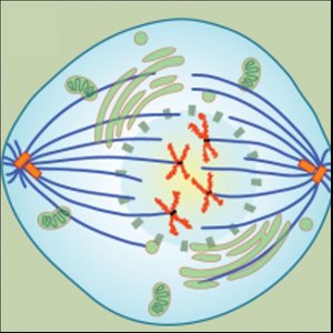 Prometaphase illustration