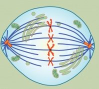 Metaphase illustration